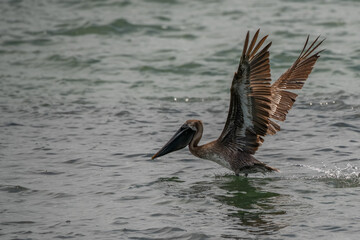 pelican in flight fishing in the ocean