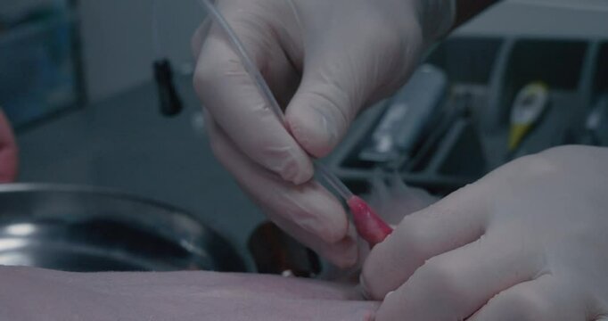 Close-up of a urinary catheter being inserted into a dog before surgery begins. A dog under anesthesia has a urinary catheter installed in the urethra to drain urine during surgery.