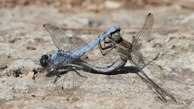 Pareja de libelula Orthetrum brunneum apareandose  sobre una roca mientras la hembra se limpia los ojos con las patas, Alcoy, Espa&ntilde;a