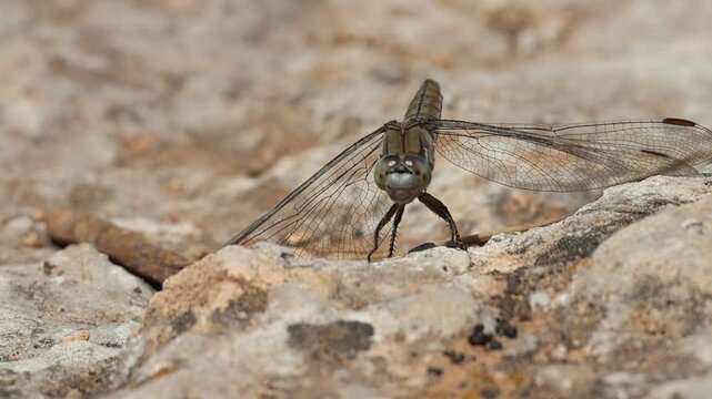 Libelula Orthetrum brunneum hembra sobre una roca mirando a c&aacute;mara y sale volando, Alcoy, Espa&ntilde;a