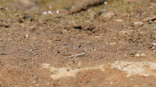S&iacute;rfido mosca abeja Eristalinus taeniops sale volando, Alcoy, Espa&ntilde;a