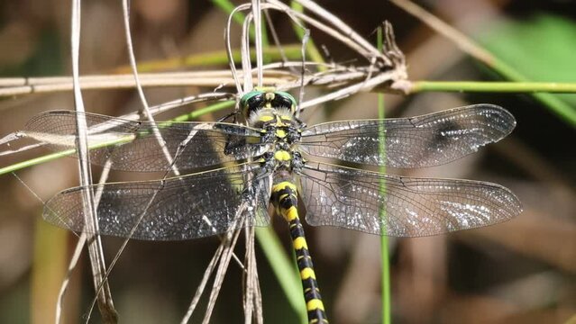 Primer plano de libelula tigre, Cordulegaster boltonii, Alcoy, Espa&ntilde;a