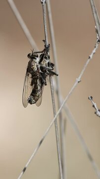 Pareja de mosca asesina (asilinae) apareandose, Alcoy, Espa&ntilde;a