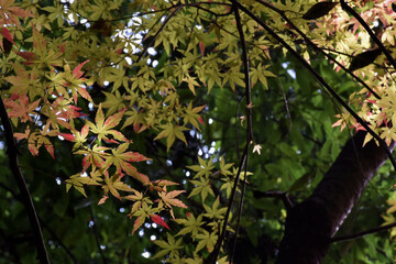 紅葉したモミジ、木漏れ日が差して美しい