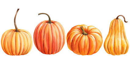 Pumpkins set watercolor painting on canvas isolated background. Hand drawing fall harvest. Orange vegetable illustration