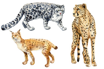 Naklejka premium Wild cats set, animals watercolor painting. cheetah, lynx and snow leopard Wildlife animal illustration isolated clipart