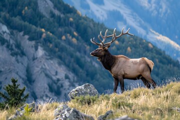 Fototapeta premium Mountain animal
