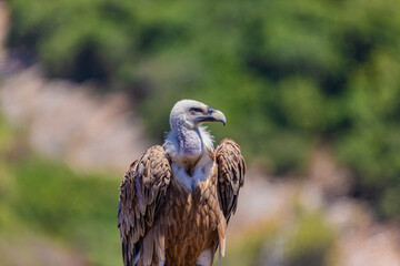 portrait of a vulture close up	