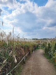 Fototapeta premium path to the grass