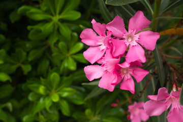 Blooming oleander with pink flowers, close-up. Flower background for publication, poster, calendar,...