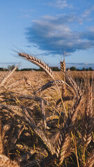golden wheat field