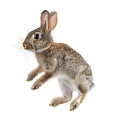 Obraz premium Isolated jumping rabbit on transparent background