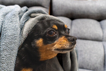 毛布を被る犬