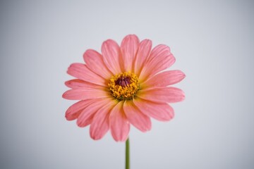  a close up of a flower on a white surface with a blurry back ground in the background,