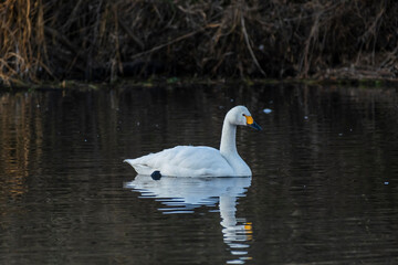 Naklejka premium 川島町白鳥飛来地の白鳥 埼玉県比企郡川島町