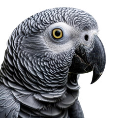 Obraz premium Close-up of an African Grey Parrot with detailed feathers and sharp intelligence captured in a stock photo for educational and commercial use.