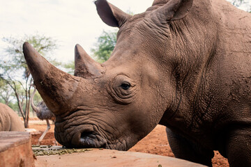 Wild african animals. Portrait of a  white Rhino grazing in a National park