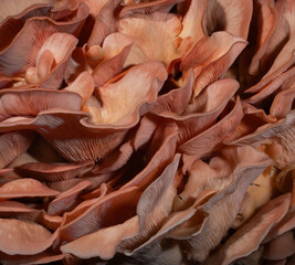 Colorful background of pink coral mushrooms