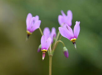 プリムラ・パウキフロラ