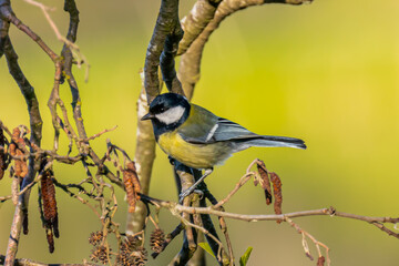 Bird on the tree bransh
