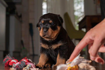 rottweiler puppy, beautiful baby recently born and sitting on the floor