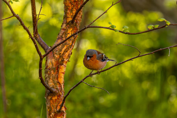 The bird on the tree bransh