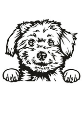 Bichon Frise SVG, Dog Breed SVG, Dog SVG, Pet SVG, Cat SVG, Best Friend SVG, Guard SVG, Dog Lover SVG, Peeking Animal SVG, Bichon Frise Silhouette, Bichon Frise Vector, Clipart, Cut file for Cricut