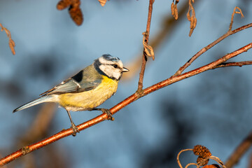 The bird on the tree bransh
