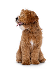 Happy labradoodle dog puppy sitting up facing front. Looking side ways with tongue out. Isolated on a white background.