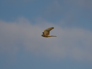 Turmfalke