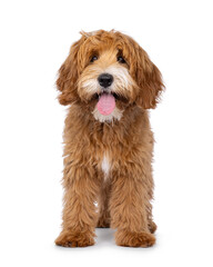 Happy labradoodle dog puppy standing facing front. Looking straight to camera with tongue out. Isolated on a white background.