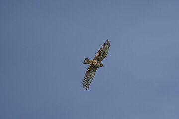 Turmfalke