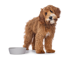 Happy dog on white background