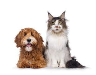 Happy labradoodle dog puppy laying down beside adult Maine Coon cat. Both looking towards camera. Isolated on a white background.