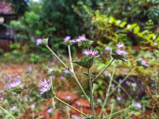 A herbaceous perennial plant called Elephant's foot