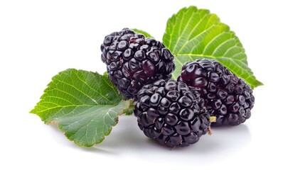 Isolated image of three fresh black mulberries with leaves on white background. Vibrant and nutritious.