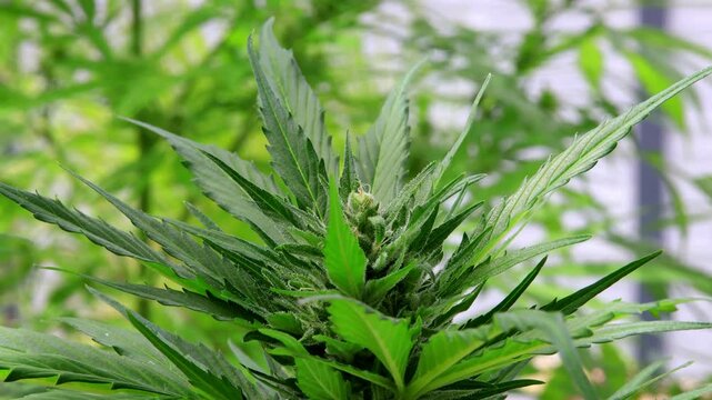Cannabis Bl&uuml;te mit Trichome als Makroaufnahme