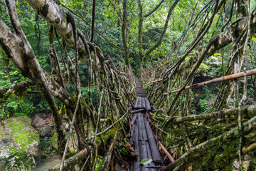 Fototapeta premium Single Living roots bridge in nongriat village in cherrapunjee meghalaya India. This bridge is formed by training tree roots over years to knit together.