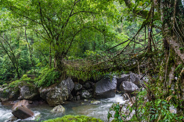 Fototapeta premium Single Living roots bridge in nongriat village in cherrapunjee meghalaya India. This bridge is formed by training tree roots over years to knit together.