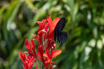 swallowtailoncanna