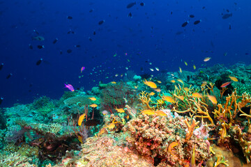 coral reef with fish