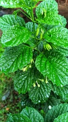 Bugang or bugang flower is a wild plant originating from the Lamiaceae family, which is sometimes...