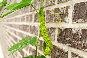 Long, convex bitter melon fruit.