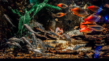School catfishes swimming in the National Aquarium of Denmark. Coral reef with many orange fishes
