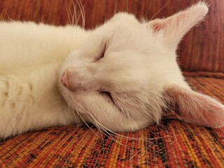 Chatte blanche © Laurie