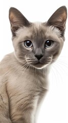 Front side close up of a Korat cat with a determined face expression, isolated white background