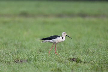 black-winged stilt Walking in search of food in the middle of a wide grass field.
