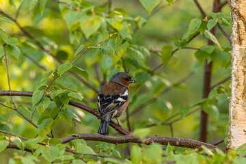 
the bird on the tree bransh
