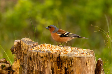 the bird looking for foods
