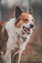 Portrait of a young, happy Border Collie as he plays in the autumn sun. Vertical.